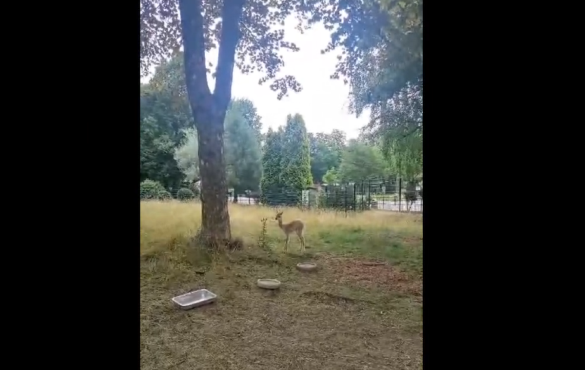 Kolejny maluch w Śląskim Parku Zoologicznym! Przywitajcie samczyka wikunii