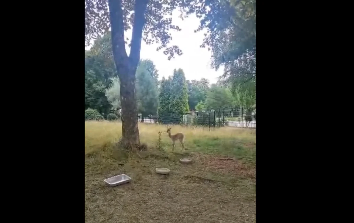 Kolejny maluch w Śląskim Parku Zoologicznym! Przywitajcie samczyka wikunii