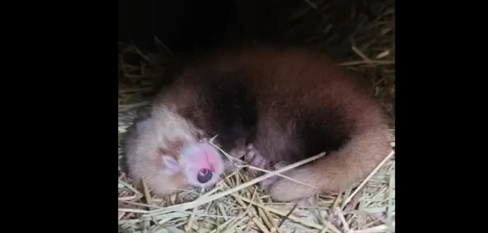 Nowe maluchy w chorzowskim ZOO!