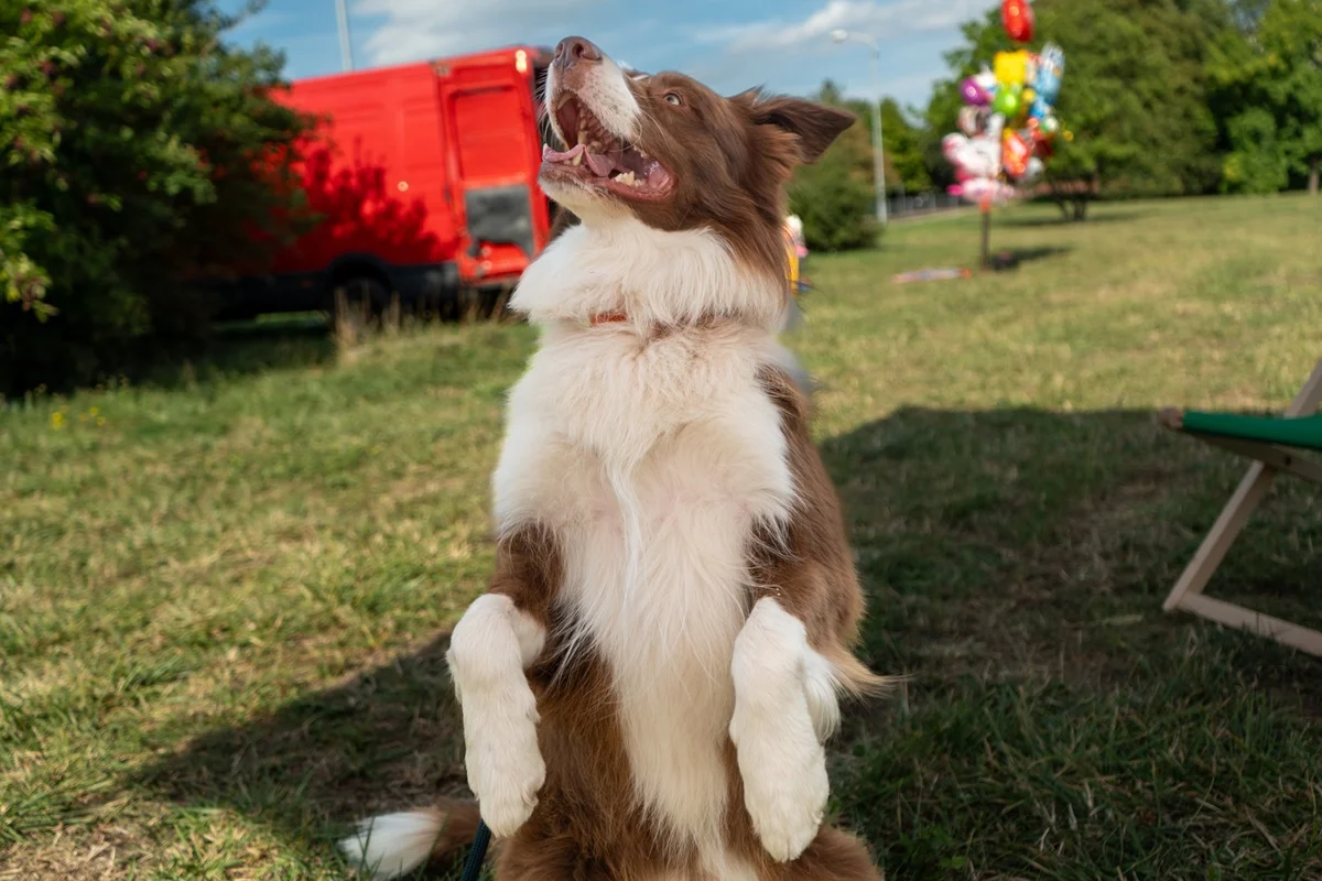 Za nami wydarzenie Dog Zone! Sprawdź jak bawiły się czworonogi [GALERIA ZDJĘĆ]