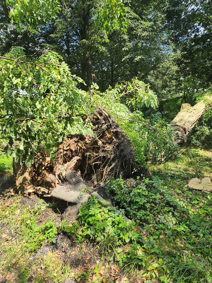 Strażacy w Zabrzu walczyli ze skutkami wichur i ulew. Ponad 40 interwencji