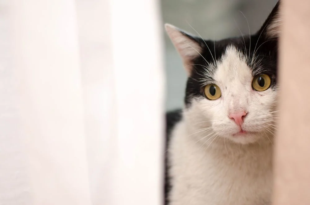 Opieka nad bezdomnymi zwierzętami w Rudzie Śląskiej. Jak wygląda finansowanie?