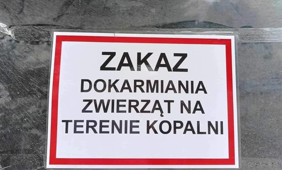 Dlaczego na kopalni Halemba zakazano dokarmiania zwierząt?