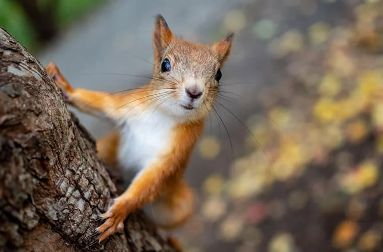W parku im. A. Kozioła pojawiły się Wiewiórkomaty!