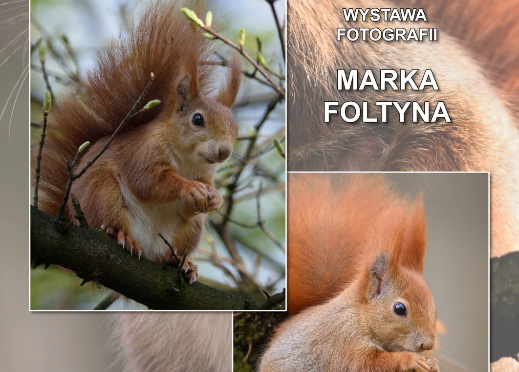 Urokliwe wiewiórki w holu głównym Stacji Biblioteka. Nowa wystawa fotografii Marka Foltyna