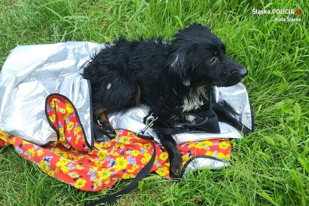 Policjanci z Rudy Śląskiej szukają właściciela odnalezionego psa!
