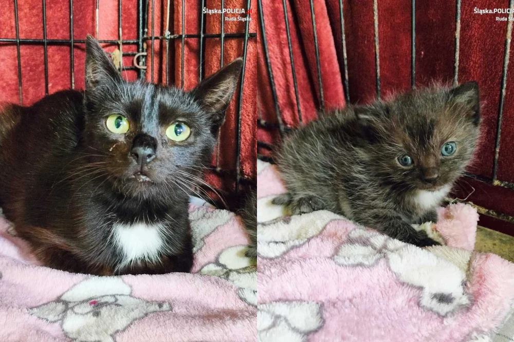 Szok na cmentarzu. Dwa koty uwięzione w plastikowym pojemniku! Policja ściga sprawcę