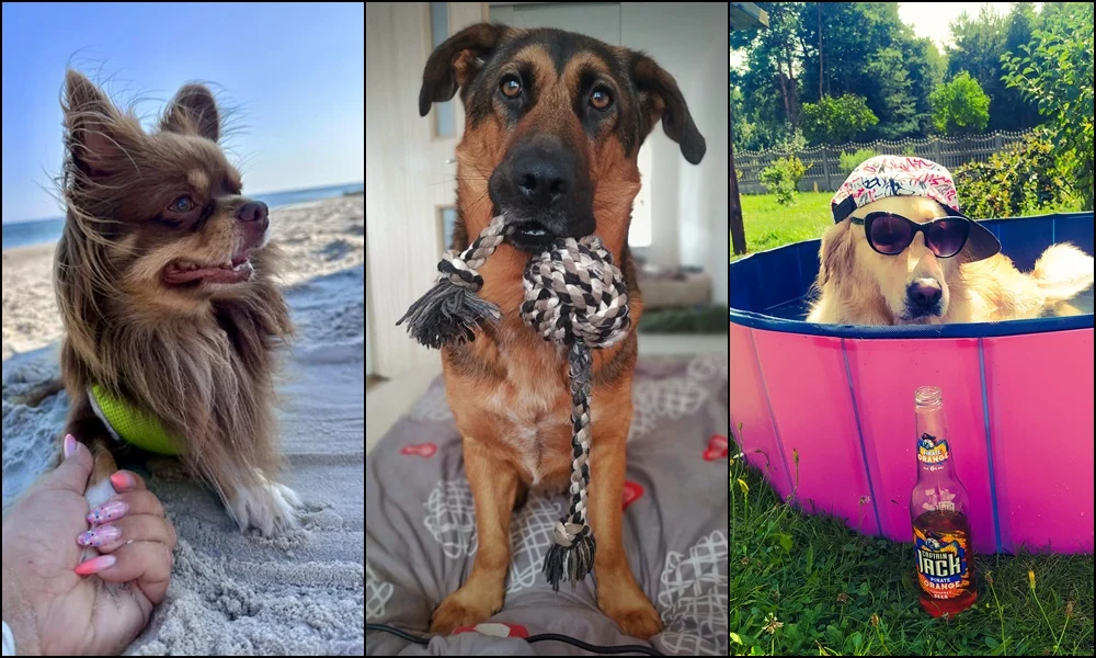 26 sierpnia świętowaliśmy Międzynarodowy Dzień Psa. Oto pupile naszych Czytelników [FOTO]