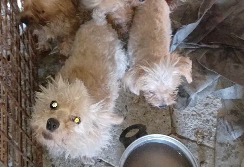 Świerzb, pasożyty i zmiany skórne. 13 psów i kociak odebrane interwencyjnie z Wodzisławia Śląskiego