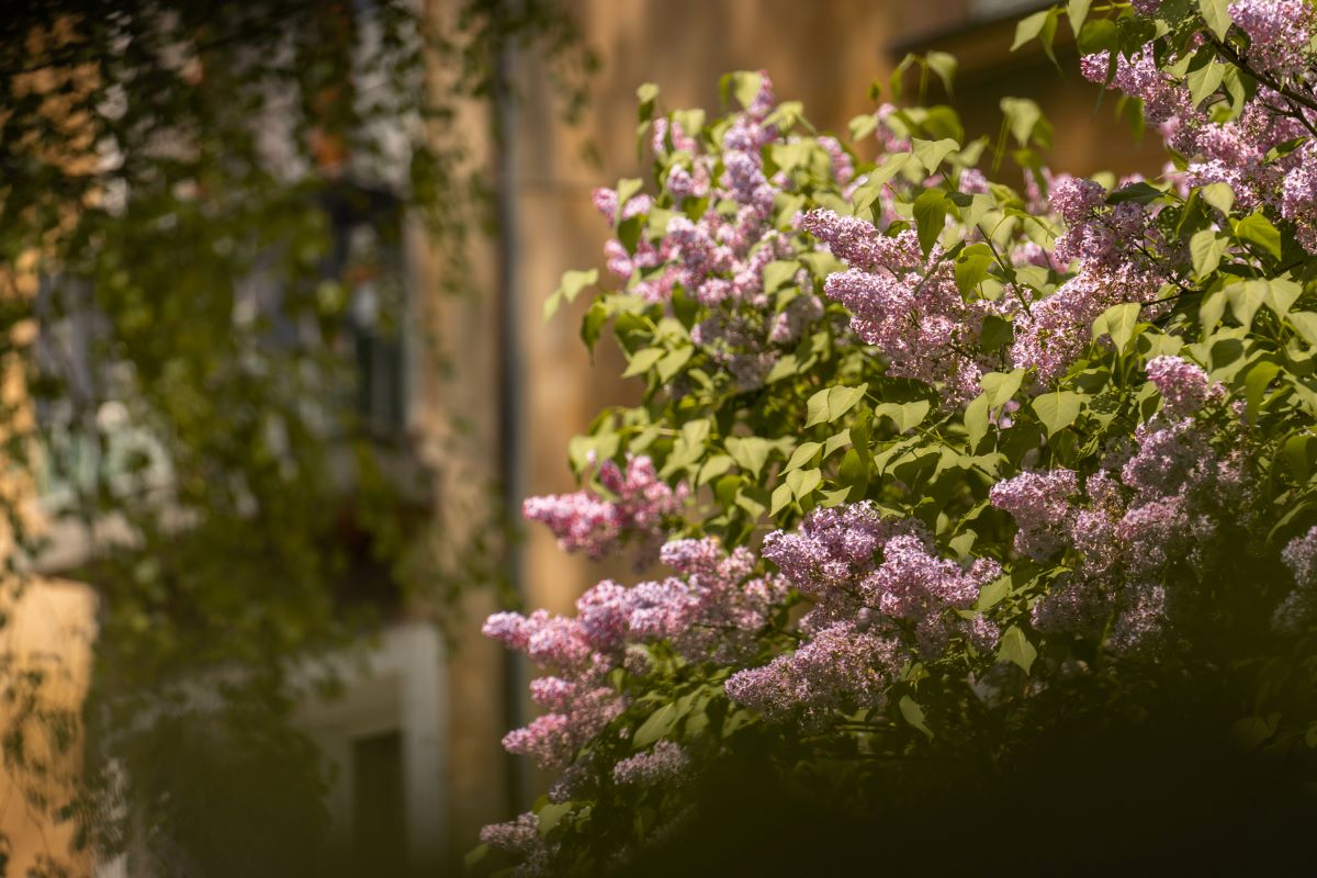 Konkurs "Mój kwitnący balkon" w Tychach! Urząd Miasta zaprasza do zabawy