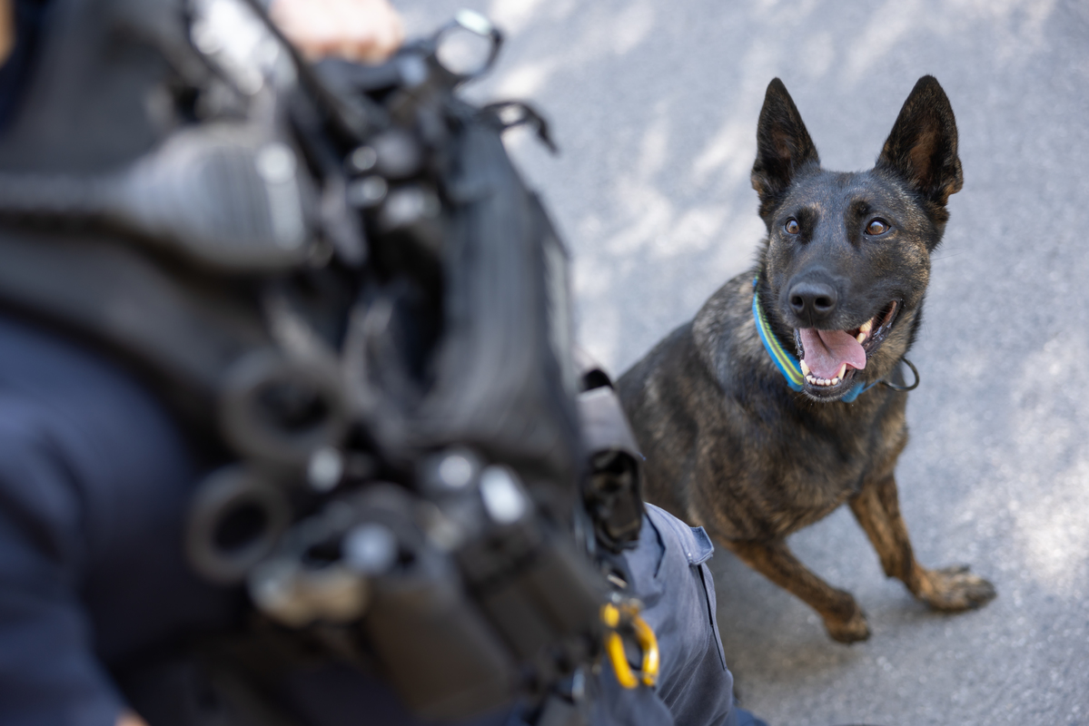 Międzynarodowy Dzień Psa: Obowiązek dbania o zdrowie i bezpieczeństwo naszych czworonogów