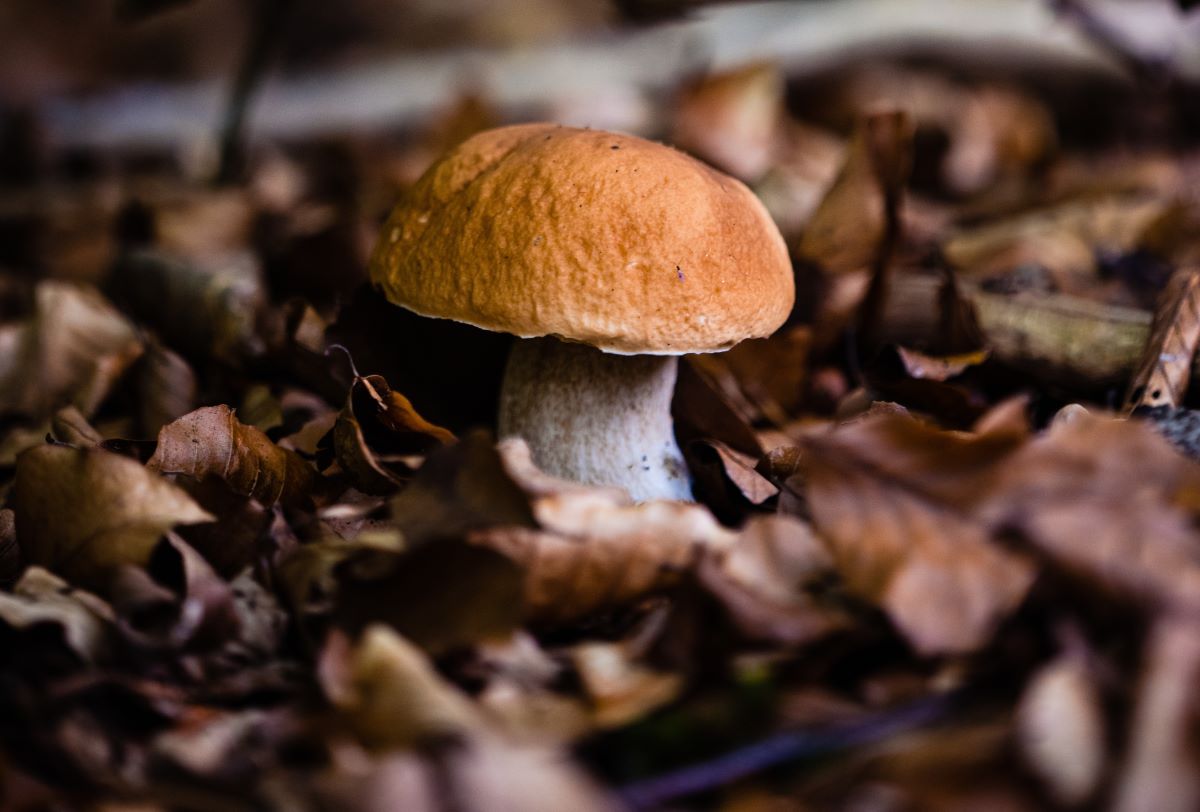 Bezpieczne Grzybobranie: Na Co Uważać Podczas Wyprawy do Lasu?