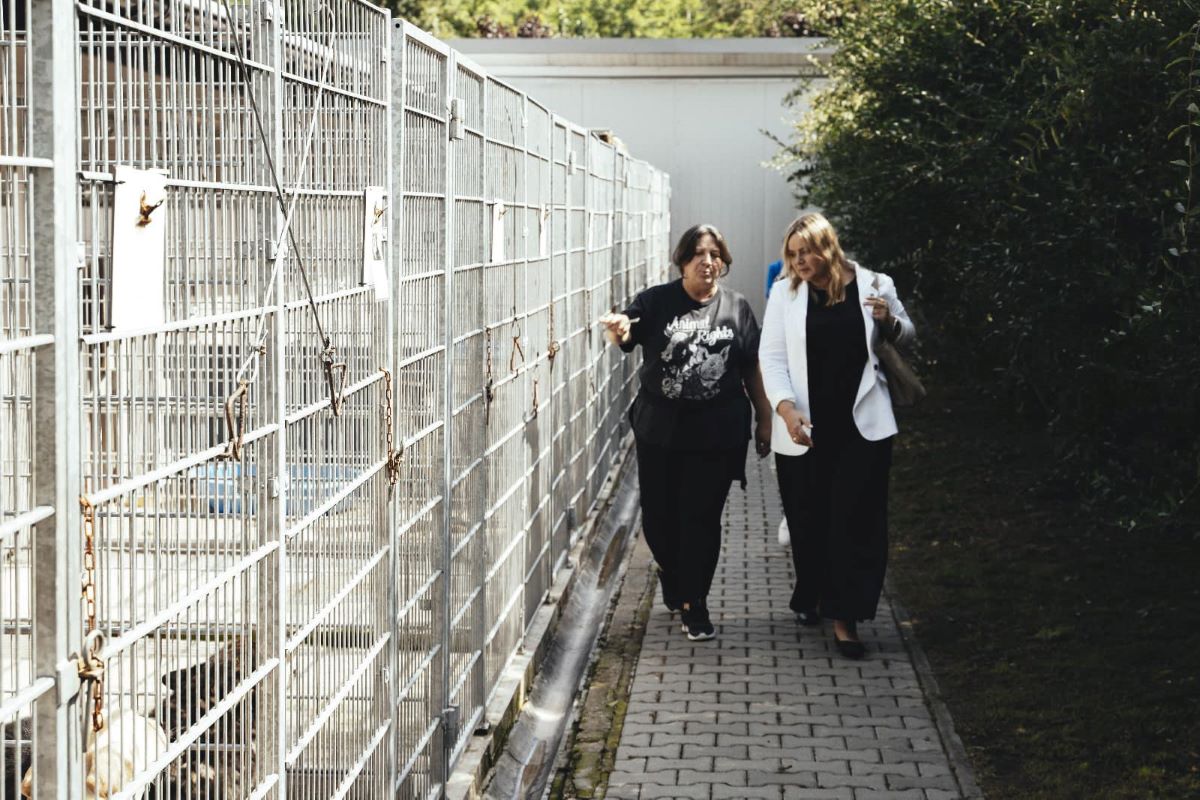 Gliwickie schronisko potrzebuje wsparcia. Przebywa tam około 90 psów i ponad 100 kotów