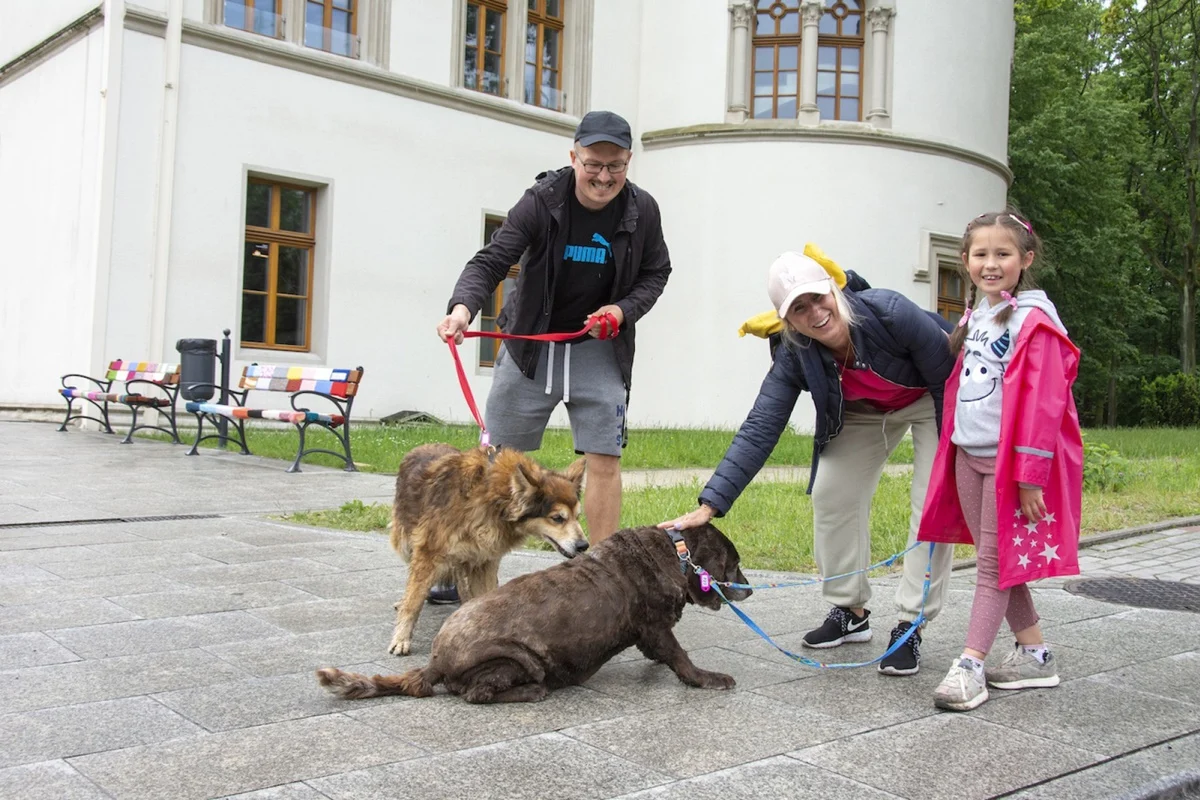 W sobotę odbędą się spacery z psami z bytomskiego schroniska!