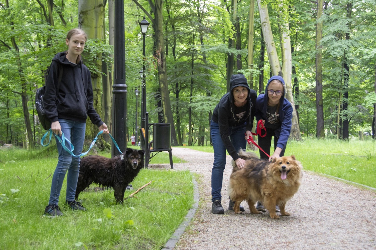 W sobotę odbędą się spacery z psami z bytomskiego schroniska!