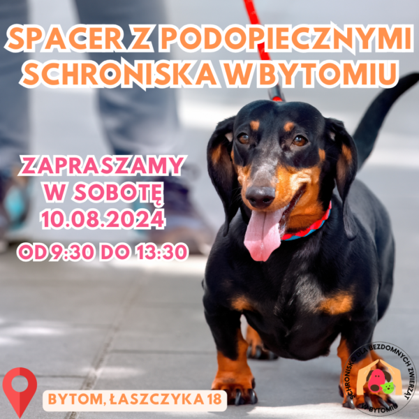 W sobotę odbędą się spacery z psami z bytomskiego schroniska!