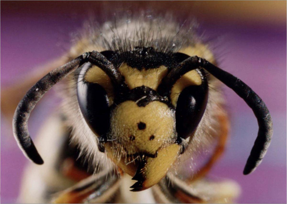 Ruszył najaktywniejszy czas os! Jak sobie poradzić z użądleniami?