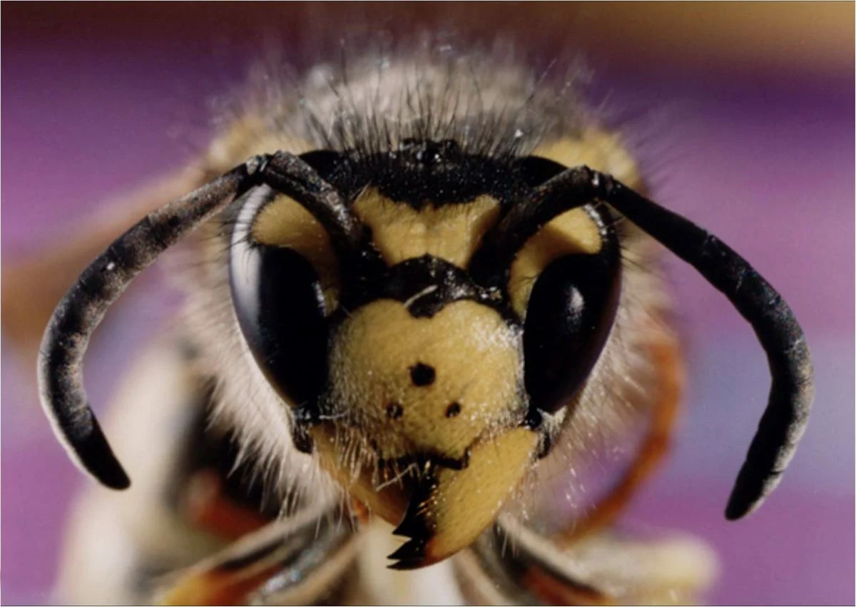 Ruszył najaktywniejszy czas os! Jak sobie poradzić z użądleniami?