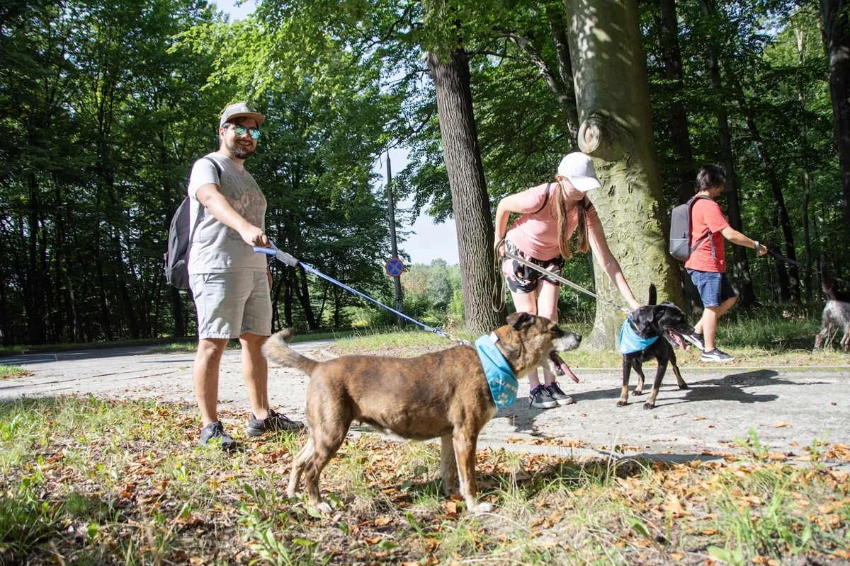 Wspólne kroki ku adopcji: Spaceruj z bezdomnymi zwierzakami w Bytomiu