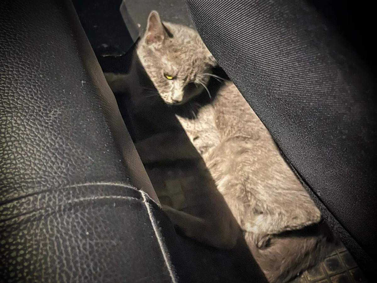 Bytomscy policjanci pomogli potrąconemu kotu!