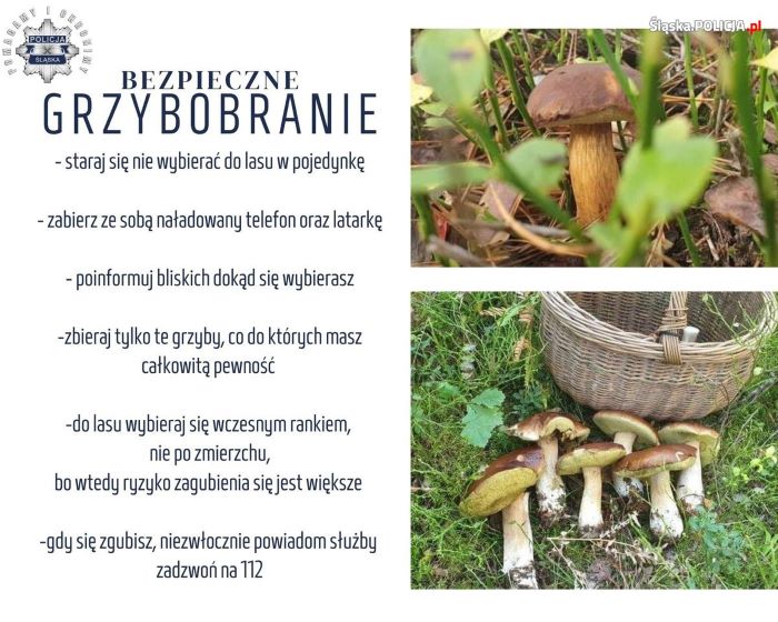 Rozpoczyna się sezon na grzybobranie. Pamiętajcie o podstawowych zasadach bezpieczeństwa!