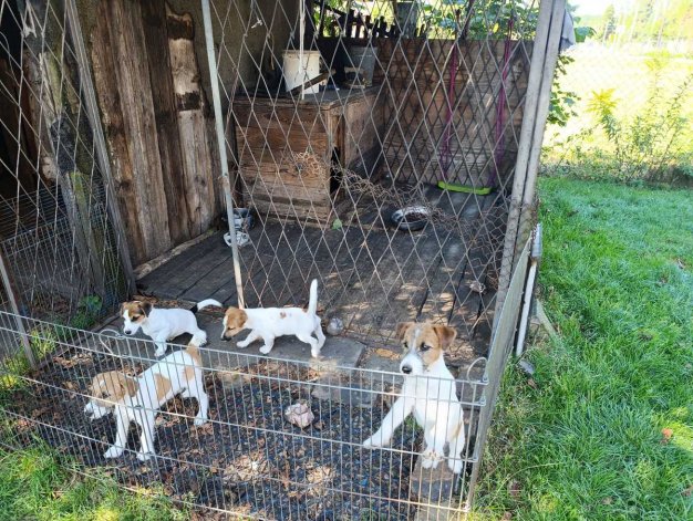 Dramat w Katowicach: Policja odbiera 18 psów z nieodpowiednich warunków