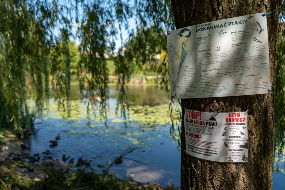 Trwa śledztwo w sprawie martwych łabędzi i kaczek w stawie Amelung