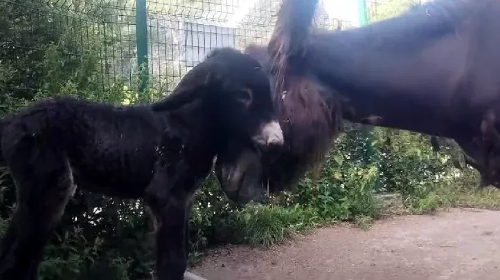 Oto nowy mały mieszkaniec chorzowskiego ZOO!