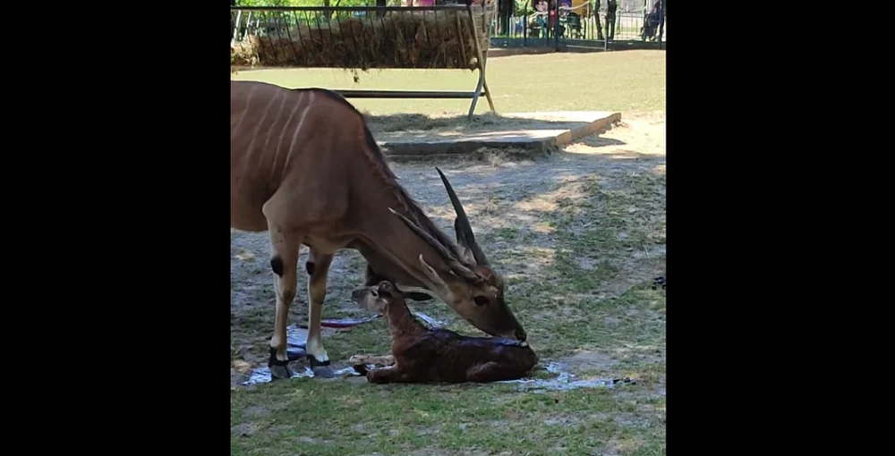 ZOO ma kolejnego, małego mieszkańca!