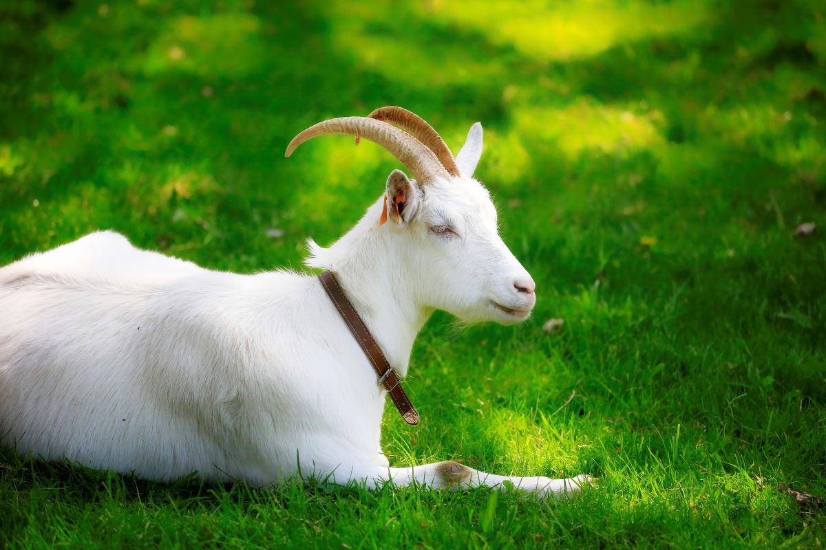 "Zagroda pełna zwierząt" ponownie w Muzeum Górnośląski Park Etnograficzny!