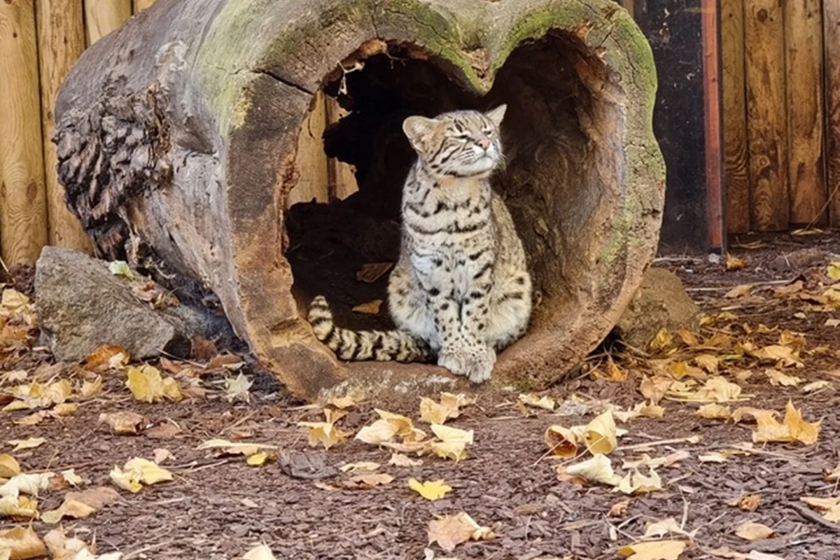 Głosuj na wolierę dla kotów argentyńskich w Śląskim Zoo – Pomóż Prisce i Messiemu!