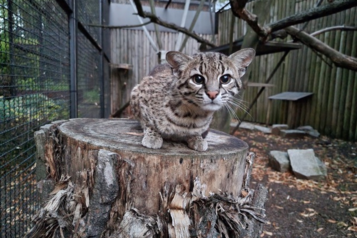 Głosuj na wolierę dla kotów argentyńskich w Śląskim Zoo – Pomóż Prisce i Messiemu!