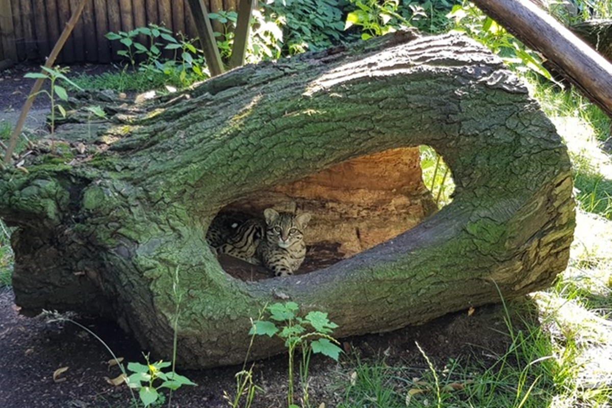 Głosuj na wolierę dla kotów argentyńskich w Śląskim Zoo – Pomóż Prisce i Messiemu!