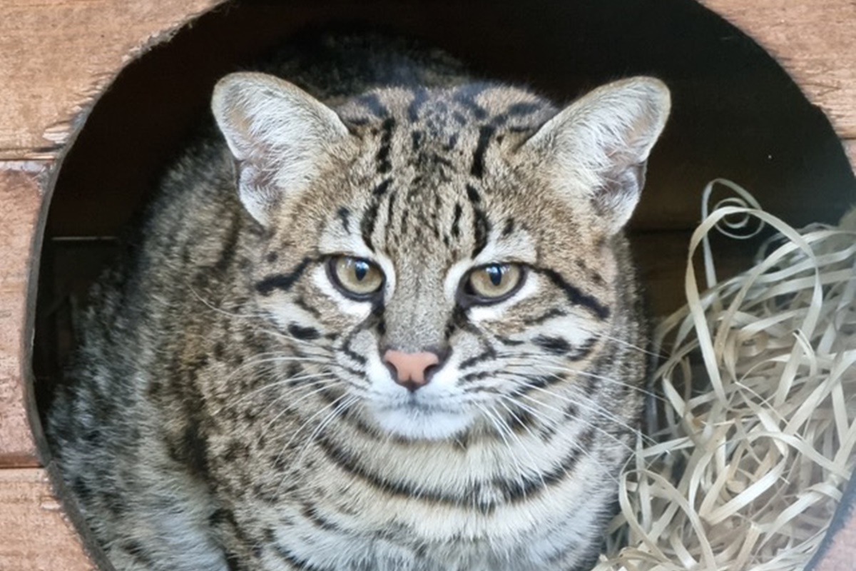 Głosuj na wolierę dla kotów argentyńskich w Śląskim Zoo – Pomóż Prisce i Messiemu!