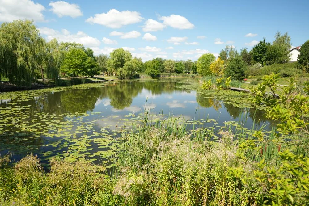 Martwe łabędzie i kaczki przy Amelungu. Co już wiemy?