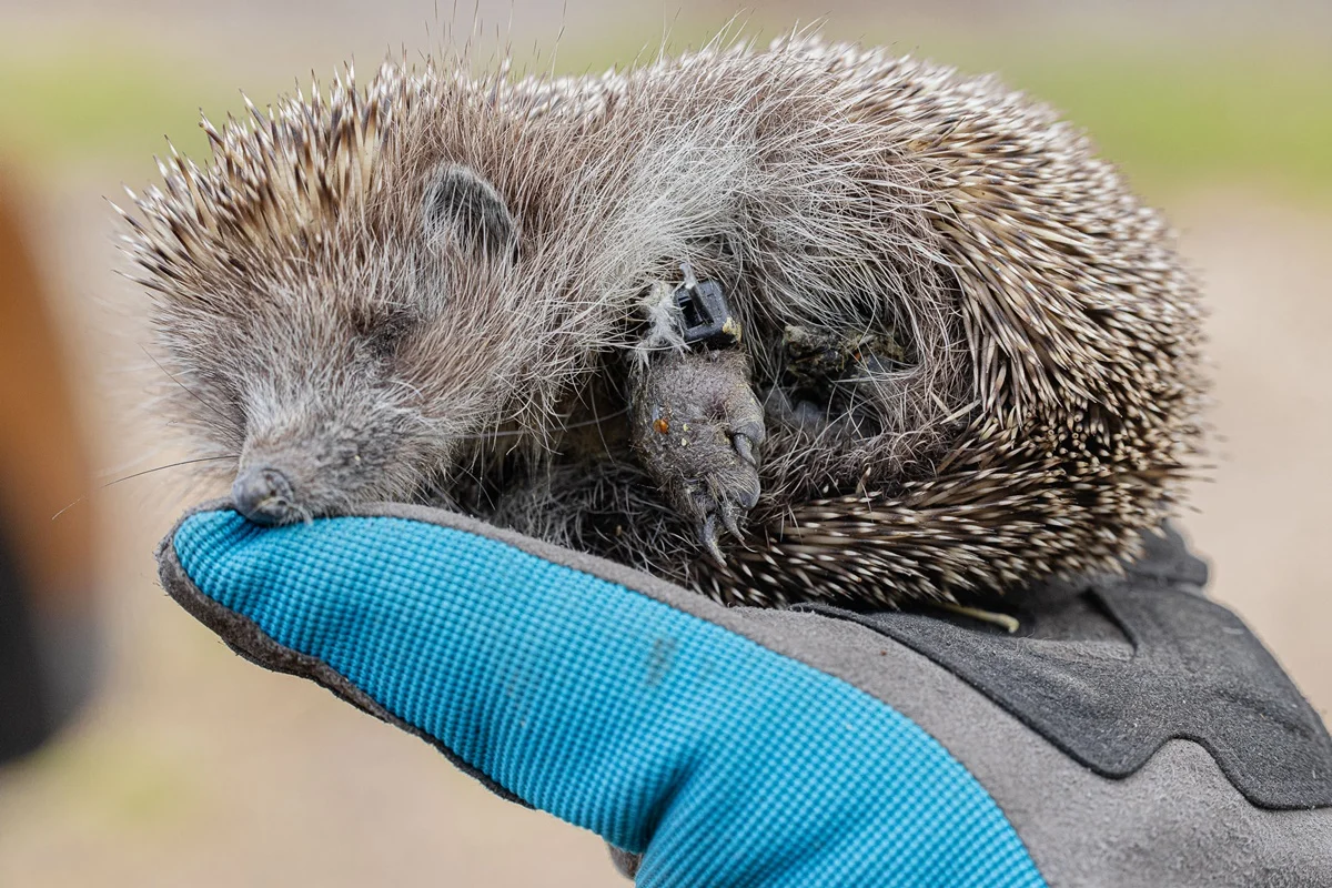 Okrutny akt na jeżu! Świętochłowickie dzieci związały kończyny zwierzęcia trytytkami