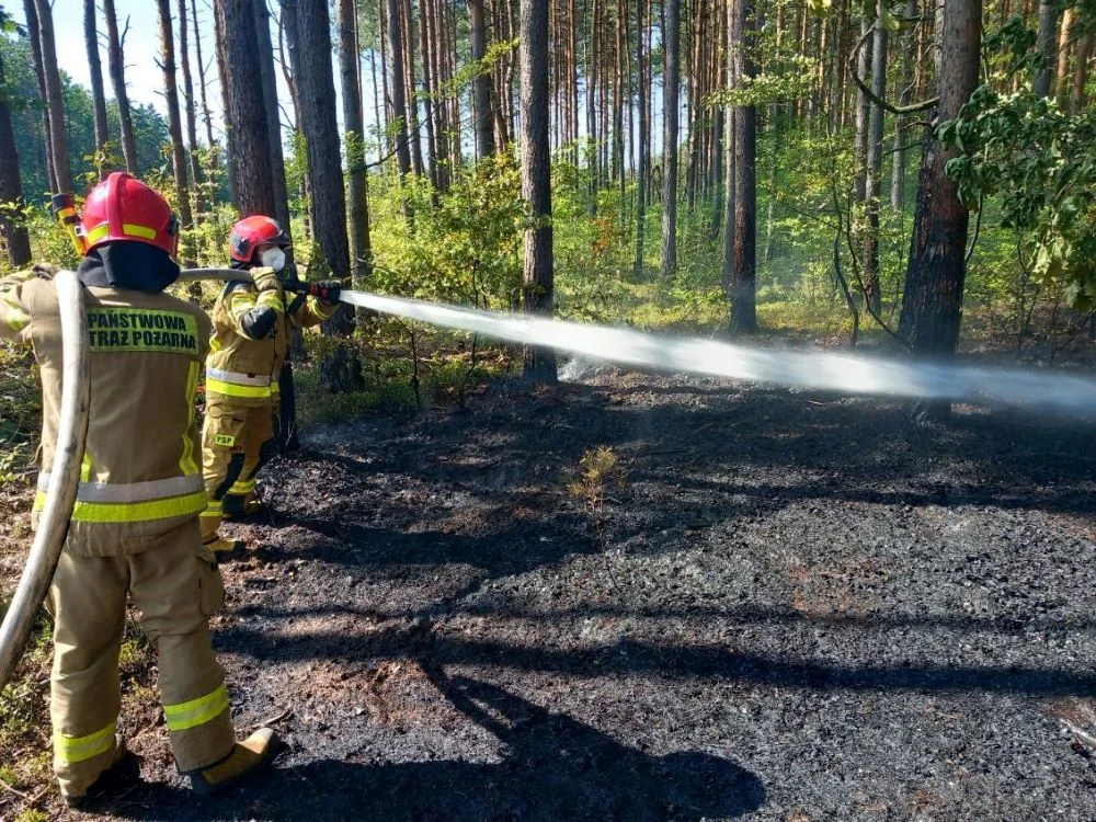 Pożar w lesie w Halembie. W akcji brał udział helikopter!