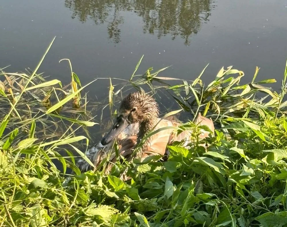 Wielka akcja ratowania młodego łabędzia w rozlewisku w Bykowinie!