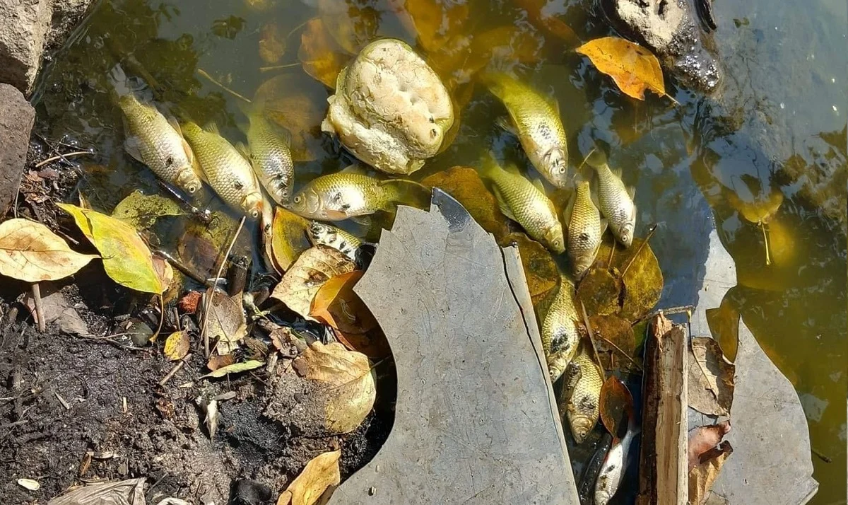 Śnięte ryby w stawie "Mijanka" w Rudzie Śląskiej. Winna przyducha?
