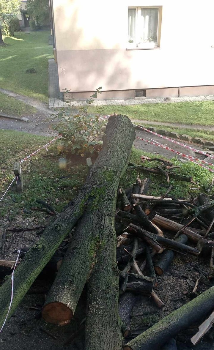Krok od tragedii. Drzewo przewróciło się na budynek przy Jana Gierałtowskiego