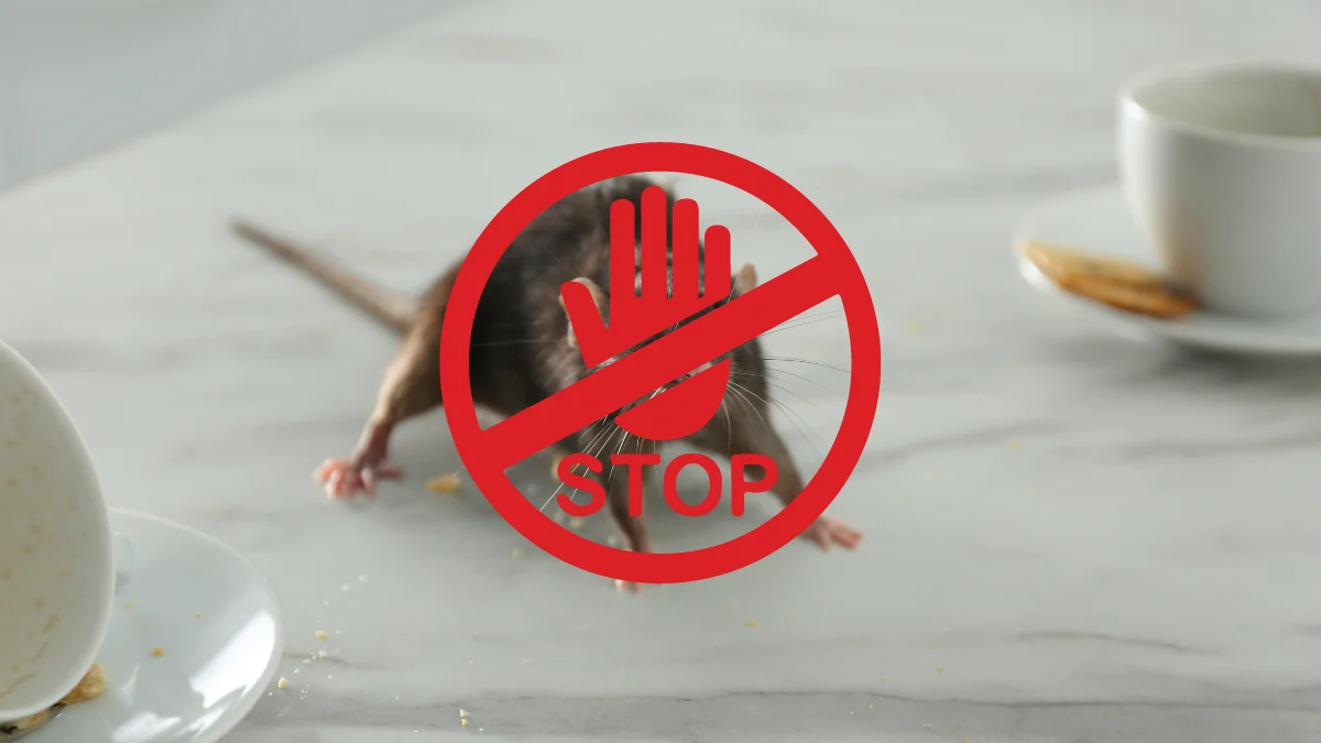 Kiedy szczury przejmują kontrolę. Jak walczyć z gryzoniami, zanim będzie za późno?