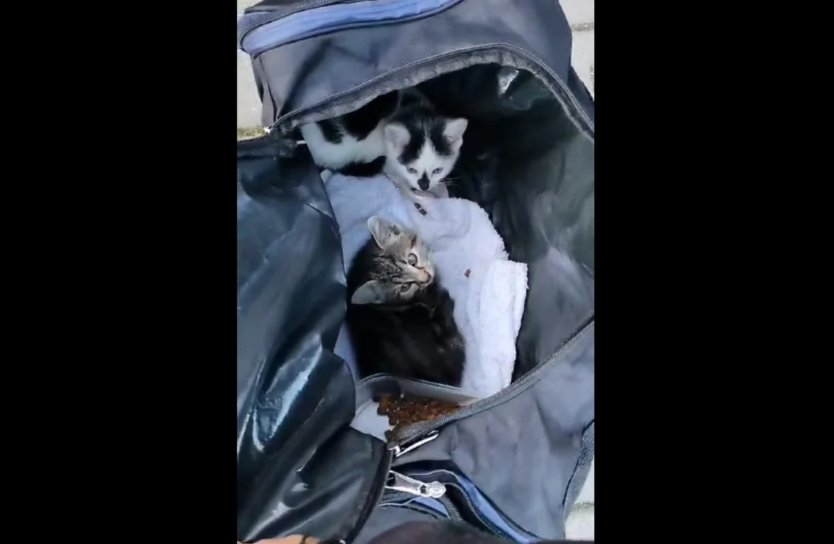 Bestialstwo w Rudzie Śląskiej. Kocięta porzucono na przystanku w sportowej torbie