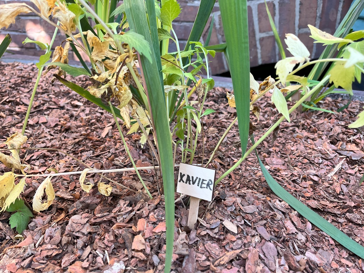 Ogród deszczowy w Zespole Szkół nr 7 10