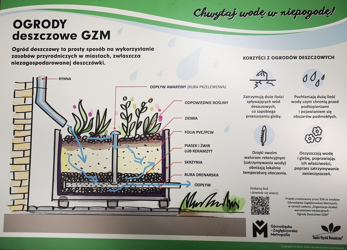 Ogród deszczowy w Zespole Szkół nr 7 17