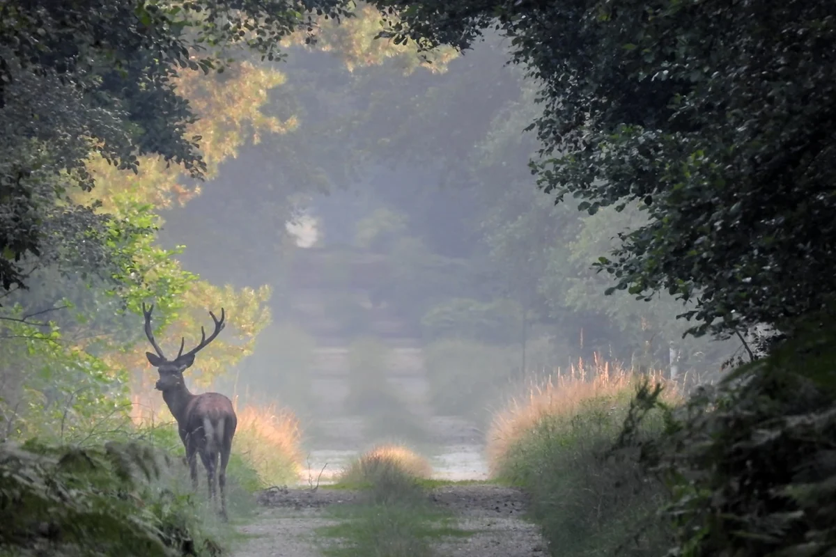 fot. Nadleśnictwo Lubliniec