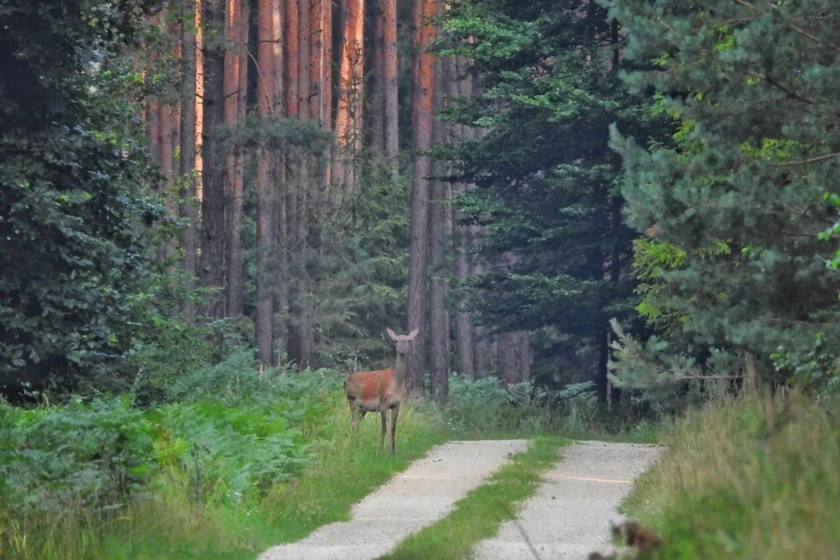 fot. Nadleśnictwo Lubliniec