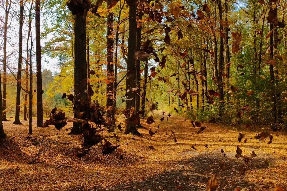 fot. Nadleśnictwo Lubliniec