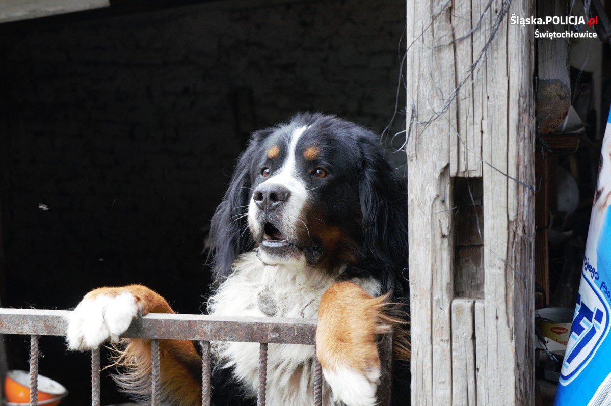 Dramat w Świętochłowicach! Zaniedbane zwierzęta przetrzymywane w skandalicznych warunkach