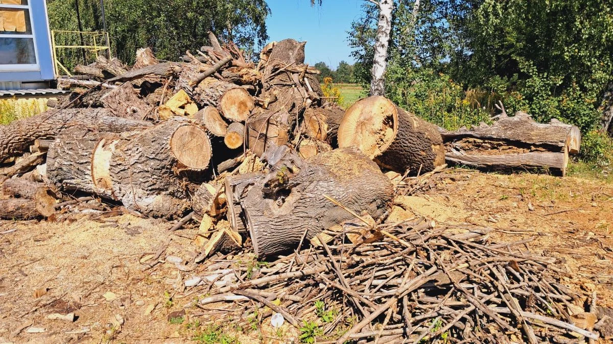 Sprzedaż drewna opałowego. Przetargi już 4 września!