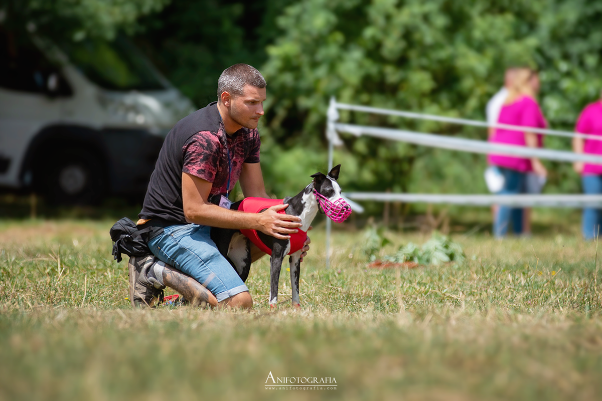 Siemianowiczanin zdobywa serca w coursingu: Szymon Toborek i jego sukcesy z chartami